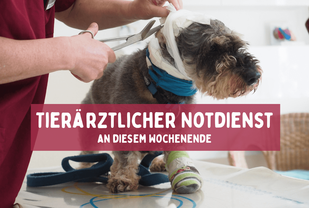 Tierärztlicher Notdienst dieses Wochenende